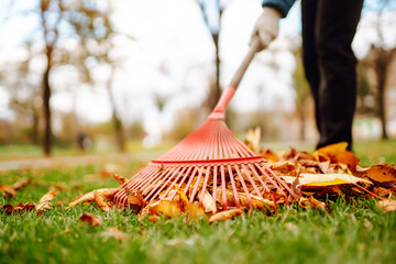 Rake with fallen leaves in the park. Janitor cleans leaves in autumn. Volunteering, cleaning, and ecology concept. - obrazy, fototapety, plakaty
