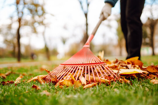 Rake with fallen leaves in the park. Janitor cleans leaves in autumn. Volunteering, cleaning, and ecology concept.