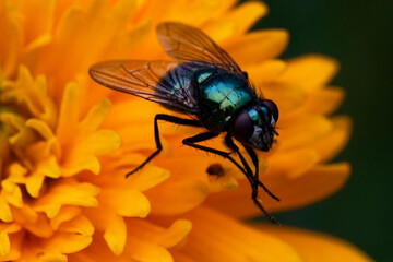 fly on a yellow flower