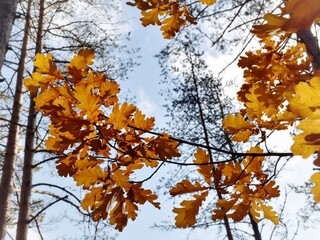Oak branch with autumn leaves. 