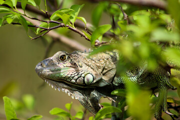 Green iguana on a tree