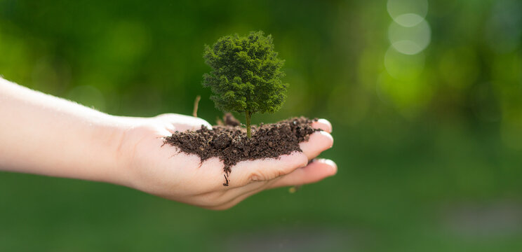 Hand Holdig Big Tree Growing On Green Background With Sunshin