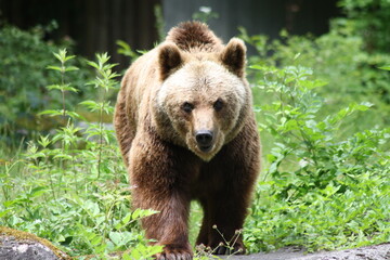 Bär / Bear