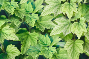 Background of green currant leaves