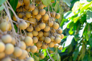 Longan orchards: longan is a famous fruit of Thailand.	