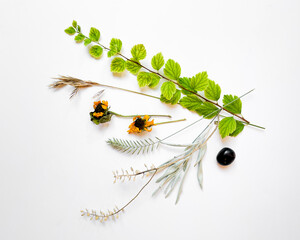 Collection of fresh leaves, dried grasses, dried sunflowers, sage, and a black polished stone isolated on a white background.	Flat lay, top view.