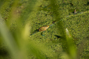 Water frog Rana esculenta and duckweed Lemna minor, frog aquatic environment, nice green background
