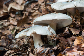 L'autunno è il momento migliore per la caccia ai funghi, ma anche se non si è ricercatori, è un...