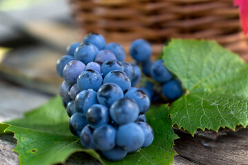 Fresh Black Grapes in Dark Wooden Tray on Wooden Table Selective focus