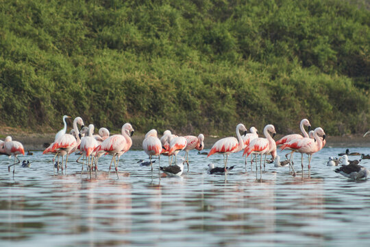 Flamencos, Parihuanas en los Humedales de Piedritas, Talara, Per&uacute;.