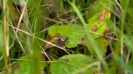 criquet on a leaf