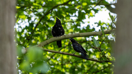 crows on a tree