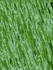 Abstract geometric seamless pattern. Vector graphics. Floral background with unique motif