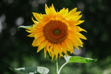 Sunflower banner