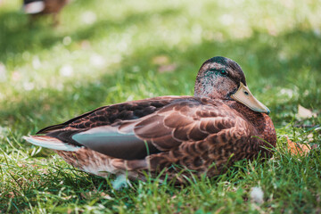 Duck in the park