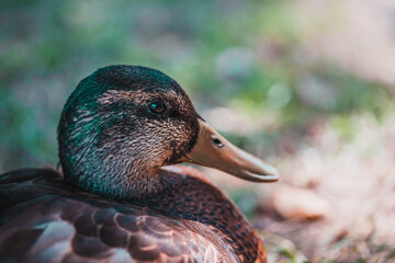 Duck in the park