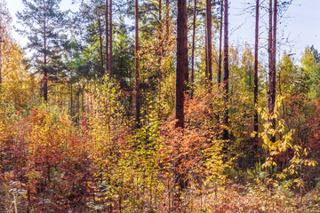Autumn forest landscape of trees with yellowed autumn foliage.