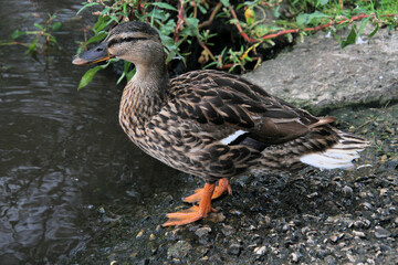 A close up of a Mallard Duck