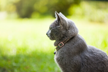 Beautiful cat banner gray