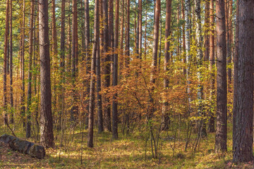 Autumn forest landscape of trees with yellowed autumn foliage.