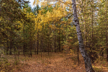 Autumn forest landscape of trees with yellowed autumn foliage.