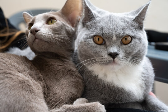 Beste Freunde. Orientalisch und Britisch Kurzhaar kuscheln zusammen