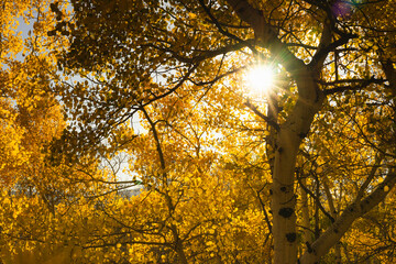 autumn, colorado, aspens, golden, yellow, sunset, alpine, mountains, rocky mountains, fall, golden hour, sunrise, 