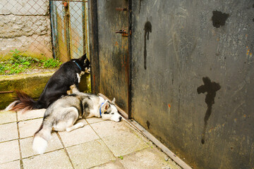 Two female husky breed dogs calmly and patiently waiting for owner to by gates in caucasus