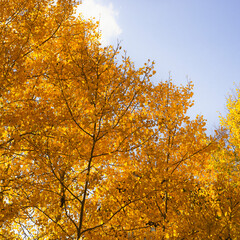 autumn, colorado, aspens, golden, yellow, sunset, alpine, mountains, rocky mountains, fall, golden hour, sunrise, 
