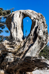 huge dead coastal forest trees , driftwoods on the shore of Rialto Beach in Olympic national park in Washington state