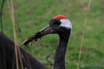 A close up of a Red Crowned Crane