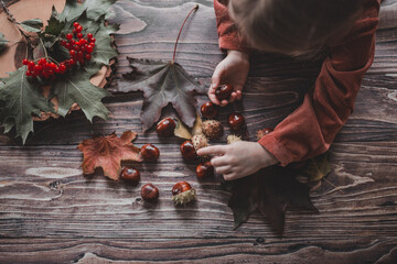 girl holds ripe chestnuts in her hands and sits at a wooden table decorated with autumn leaves, top view, from above