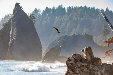 American bald eagle flying above the Pacific waters in Rialto beach, Olympic National park at...
