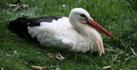 A close up of a White Stork at Martin Mere Nature Reserve