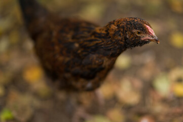 chicken in the farm
