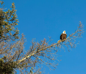 American bald eagle perched on a branch of a tree.