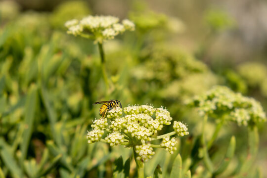 Honey bee on blooming sea fennel or crithmum or rock samphire plant, closeup view.