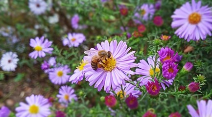Bee on flowers. Flowers on green background.