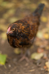 chicken in the farm