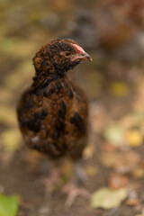 chicken in the farm