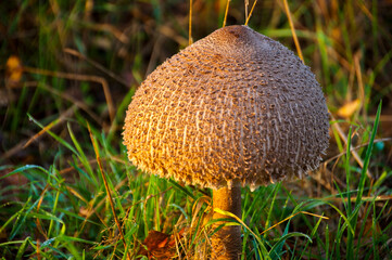 Parasolpilz