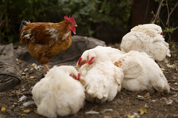 range chicken on farm, rooster in the farm