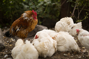 range chicken on farm, rooster in the farm