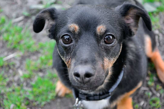 psie oczy, czarny, smutny pies, black, sad dog, dog eyes