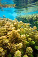Fototapeta na wymiar Green Aquatic Plants in Clear Water