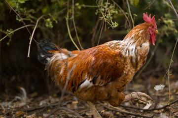 rooster in a farm