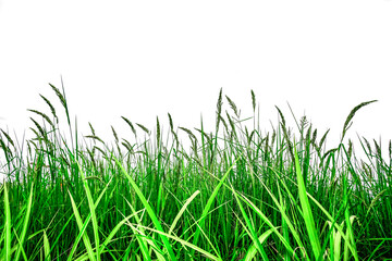Close up rice field in isolated on wihte background, Organic paddy rice, Young green ear of paddy in the field