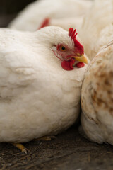 close up of a white chicken