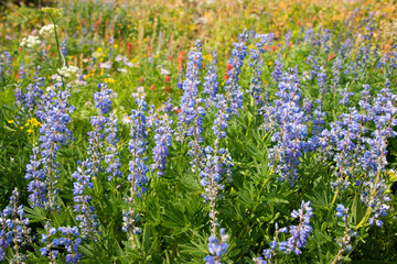 Fototapeta premium Fields of wildflowers on the Teton Crest Trail, Grand Teton National Park, Wyoming, USA