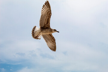 Close-up cormorant bird flies in the sky. Feathers are white and brown.